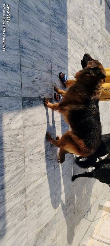 German Shepherd dogs for sale 5