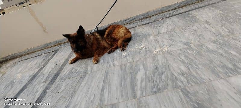 German Shepherd dogs for sale 8