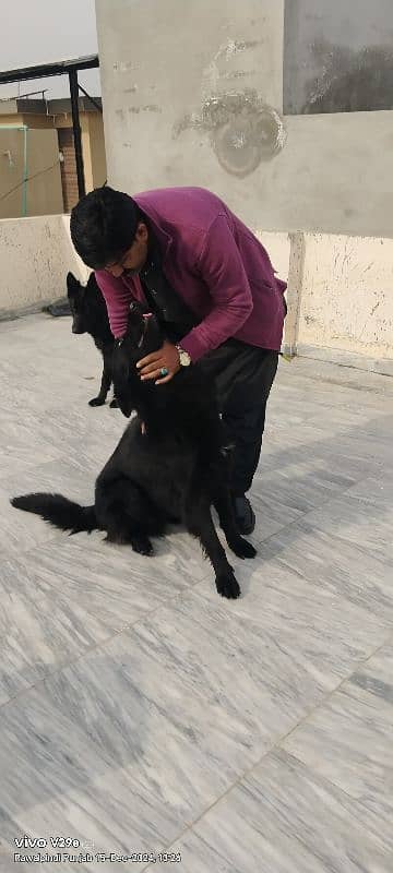 German Shepherd dogs for sale 10