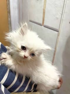 ODD EYES KITTEN AVAILABLE (CONTACT US 03006004860)