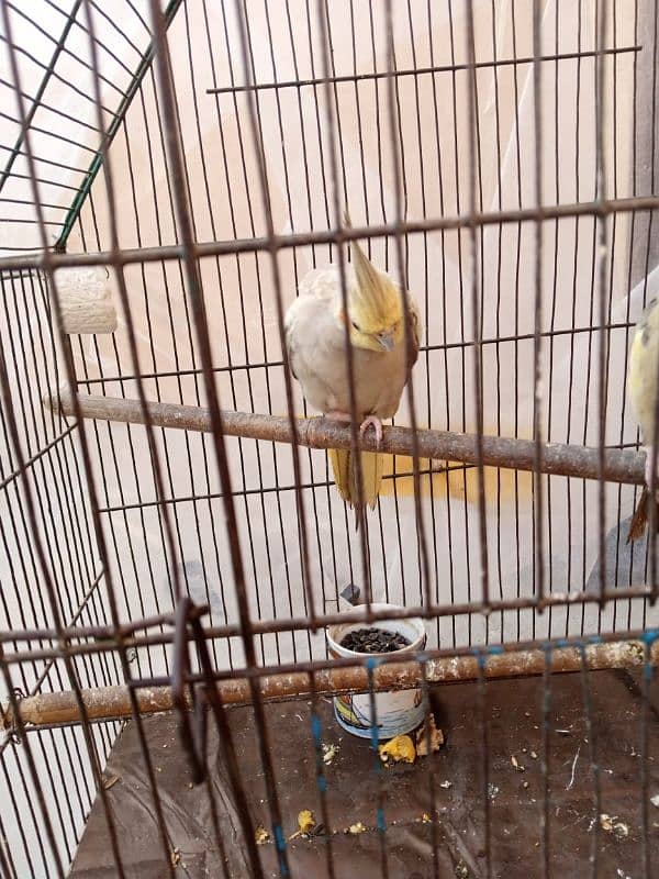 cockatiel 0