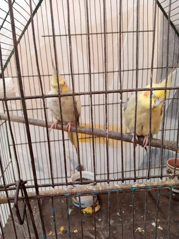 cockatiel 1