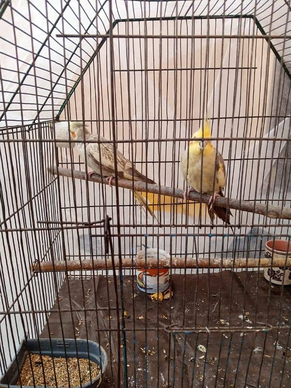 cockatiel 2