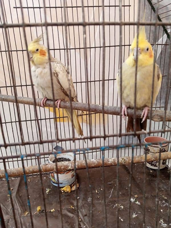 cockatiel 3