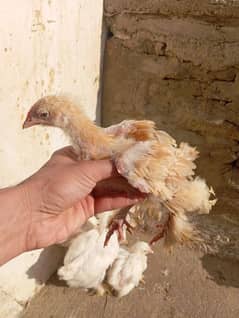 Golden buff Chicks for Sale