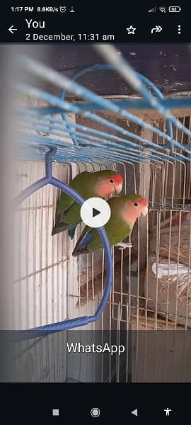 Cage, Studio cage, Seed cleaner, box, love bird, Creamino, Albino. 7