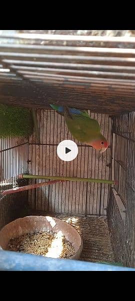 Cage, Studio cage, Seed cleaner, box, love bird, Creamino, Albino. 8