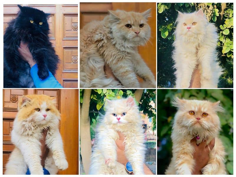 Persian Punch face triple coat cat Kitten 18