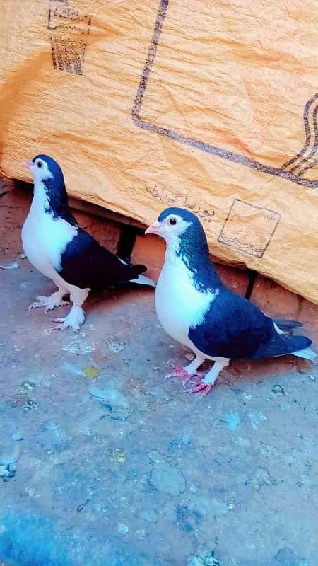 Black sherazi breeder pair achi quality me 0