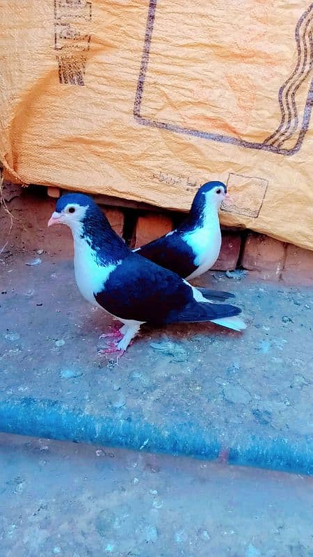 Black sherazi breeder pair achi quality me 1