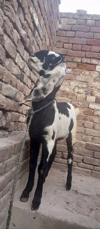 pure barbani bakri for sale, 0