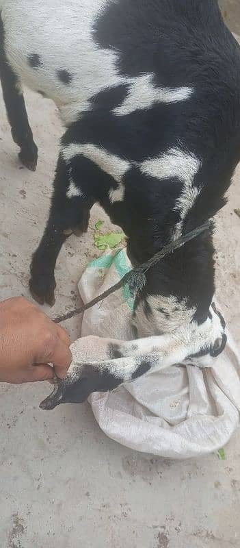 pure barbani bakri for sale, 1