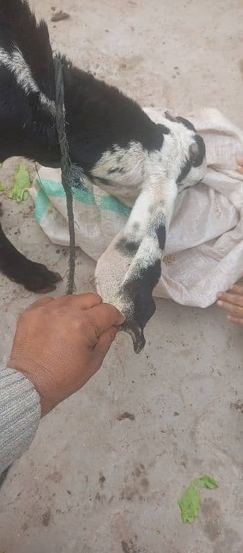 pure barbani bakri for sale, 2