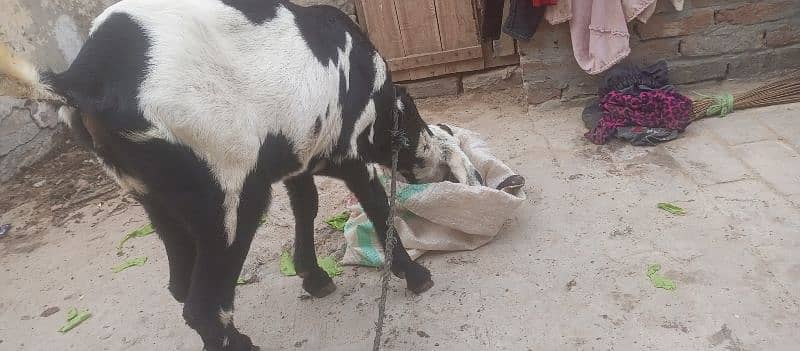 pure barbani bakri for sale, 3