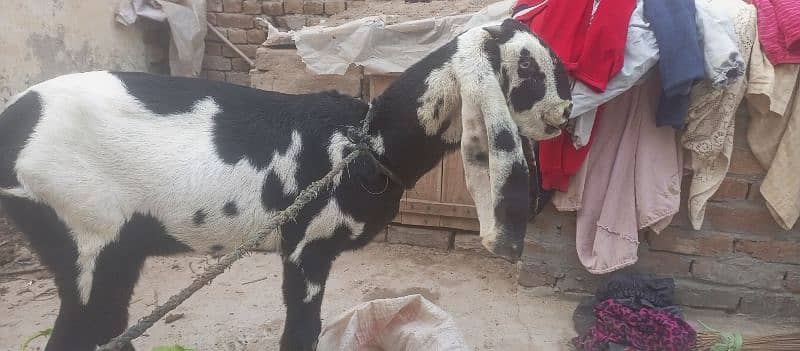 pure barbani bakri for sale, 4