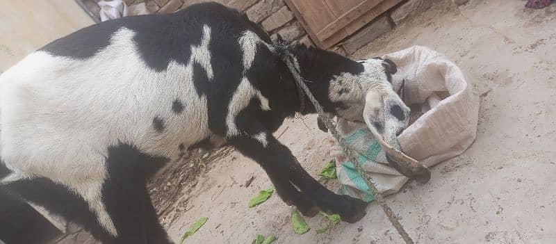 pure barbani bakri for sale, 6