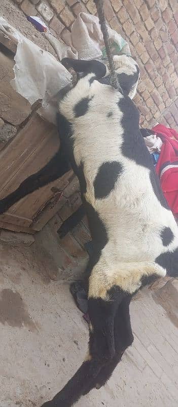 pure barbani bakri for sale, 7