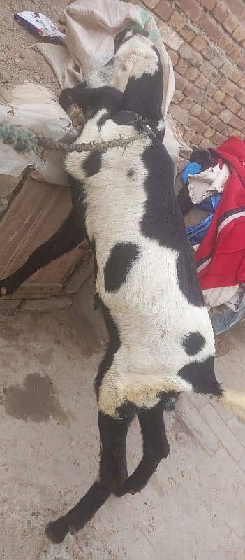 pure barbani bakri for sale, 8