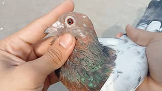 Taddy pigeon