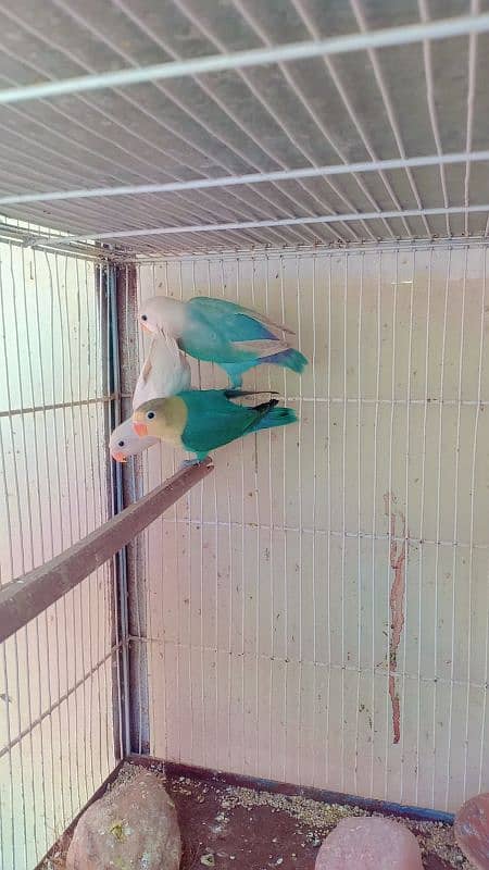 lovebirds parblue , Albino black eye, albino red eye blue opline 0