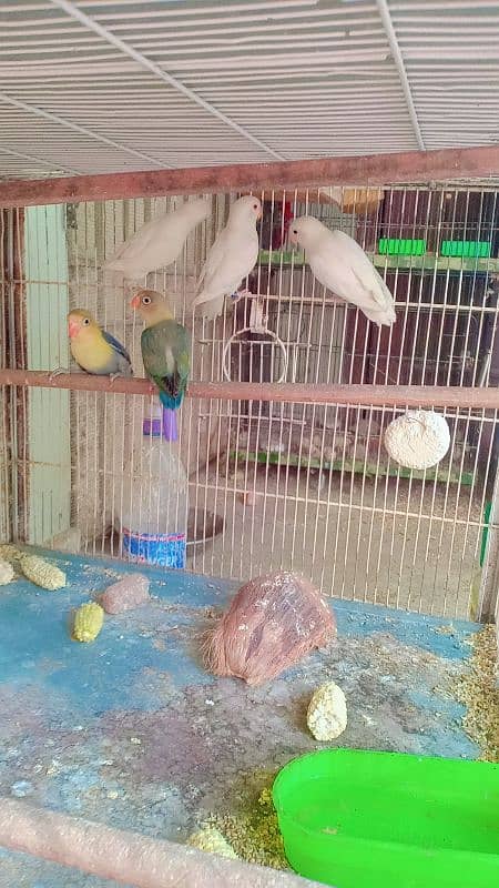 lovebirds parblue , Albino black eye, albino red eye blue opline 1