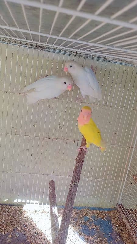 lovebirds parblue , Albino black eye, albino red eye blue opline 2