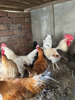 Desi Hens