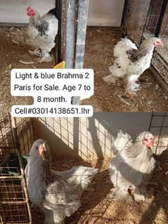 light and blue Brahma Pairs sell.