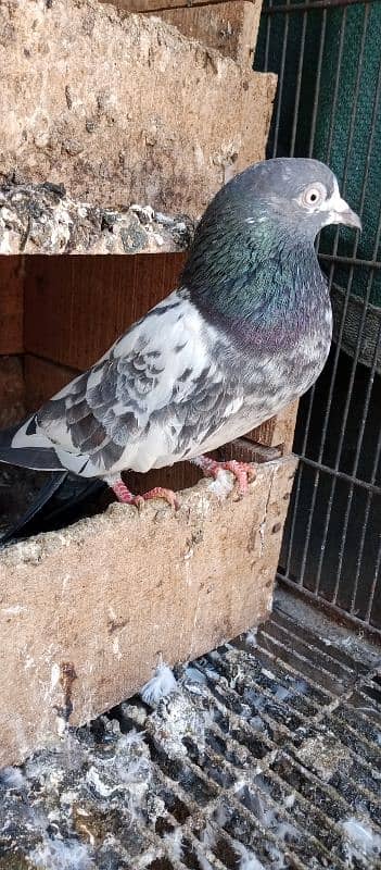 teddy pigeon pair0312-4118006 2