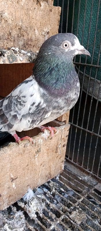 teddy pigeon pair0312-4118006 3