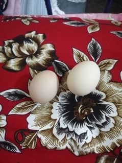 Desi eggs