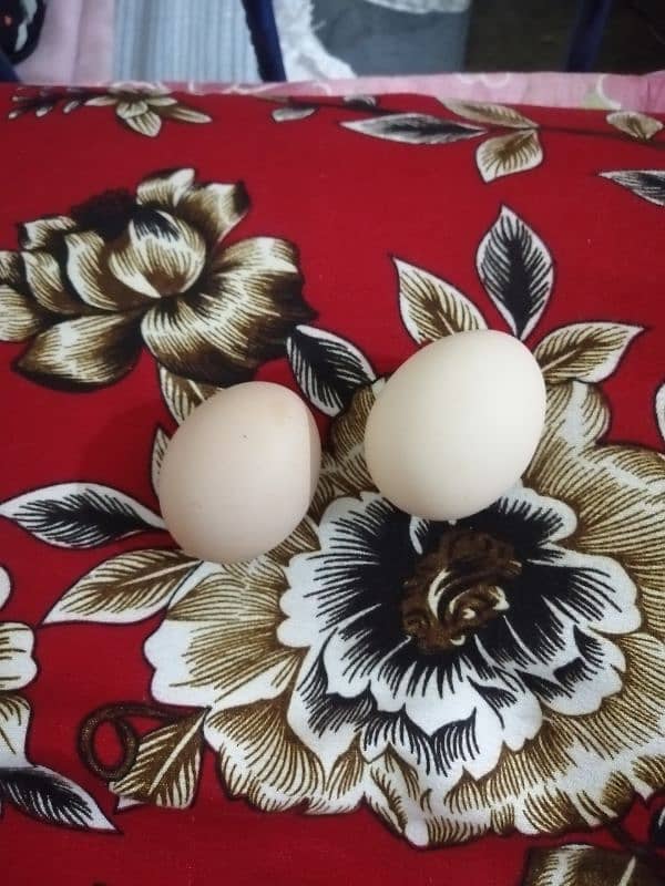 Desi eggs 0