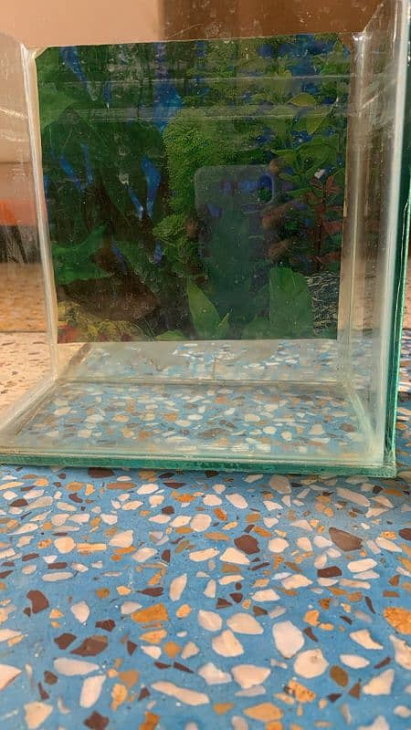 Fish Aquarium (Small) 1