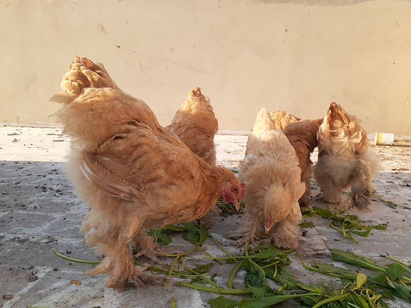 golden heavy buff ready to breed available for sell. Good quality 6