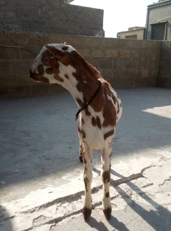 teddhi male for sale 0