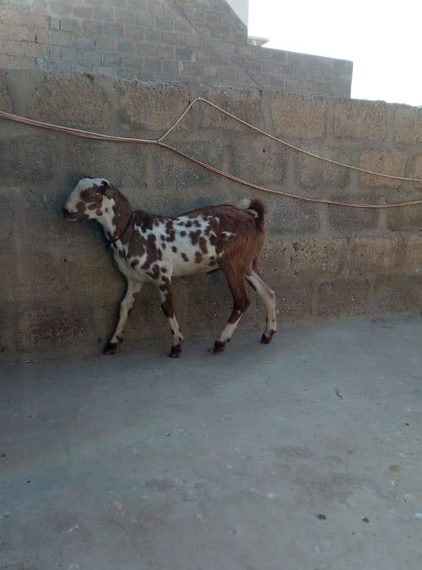 teddhi male for sale 2