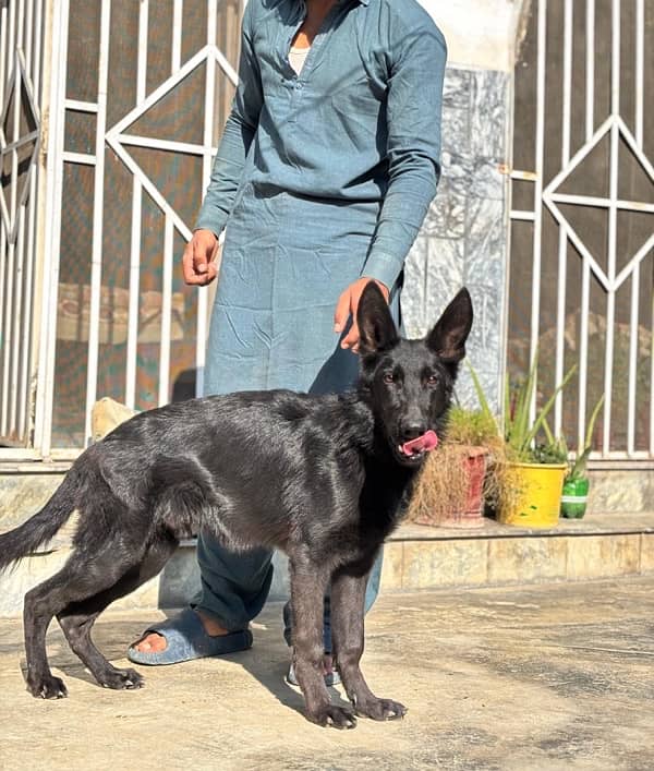 Black German Shepherd for sale home pet. 2