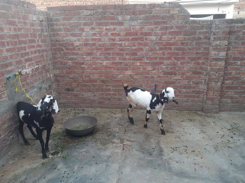 2 healthy and fit teedi nsal goats 4