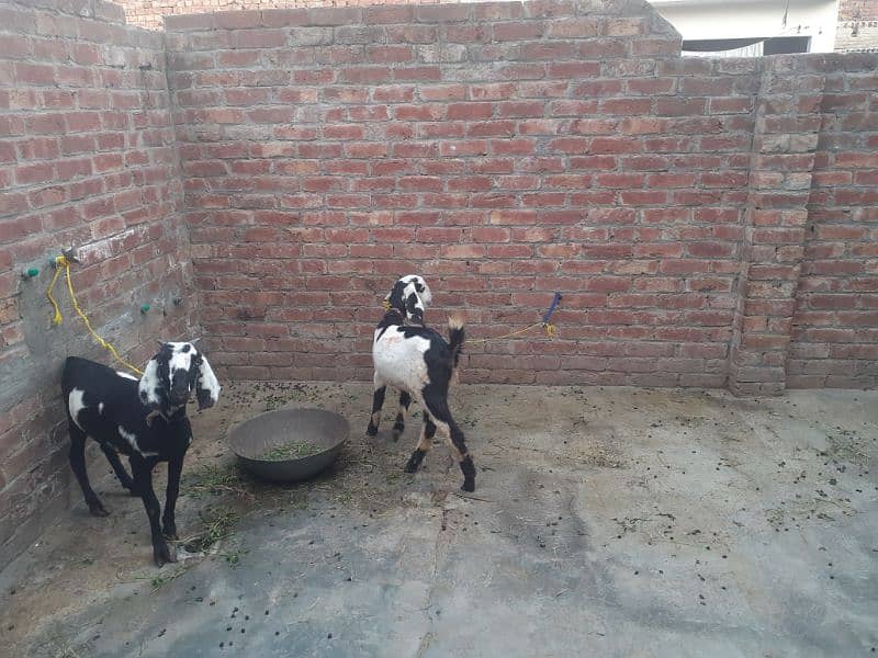 2 healthy and fit teedi nsal goats 5