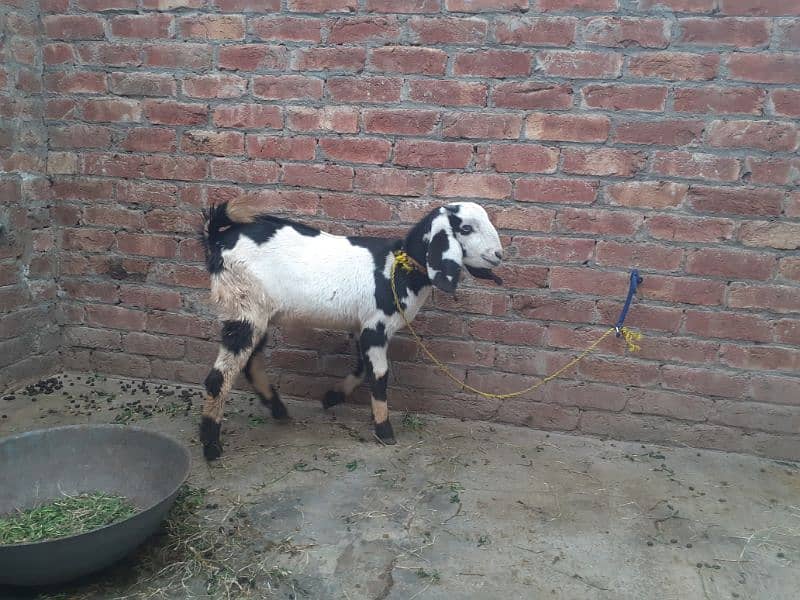 2 healthy and fit teedi nsal goats 6