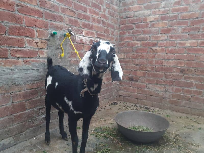 2 healthy and fit teedi nsal goats 7