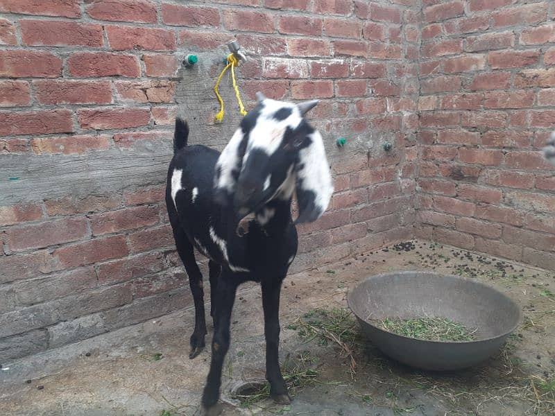 2 healthy and fit teedi nsal goats 8