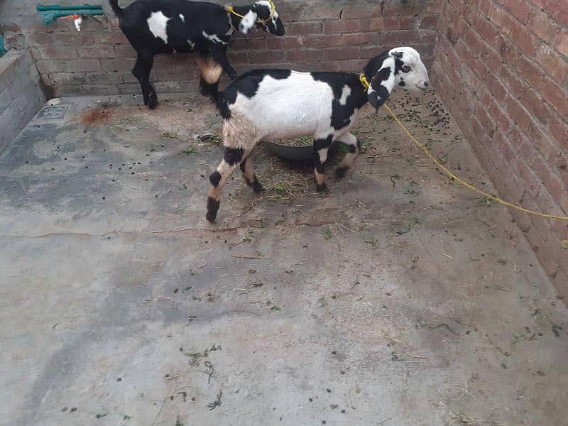 2 healthy and fit teedi nsal goats 9