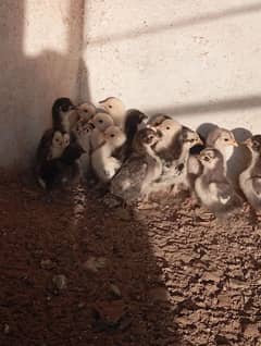 Bantam chicks