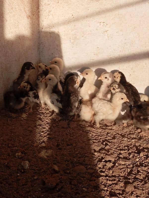 Bantam chicks 1