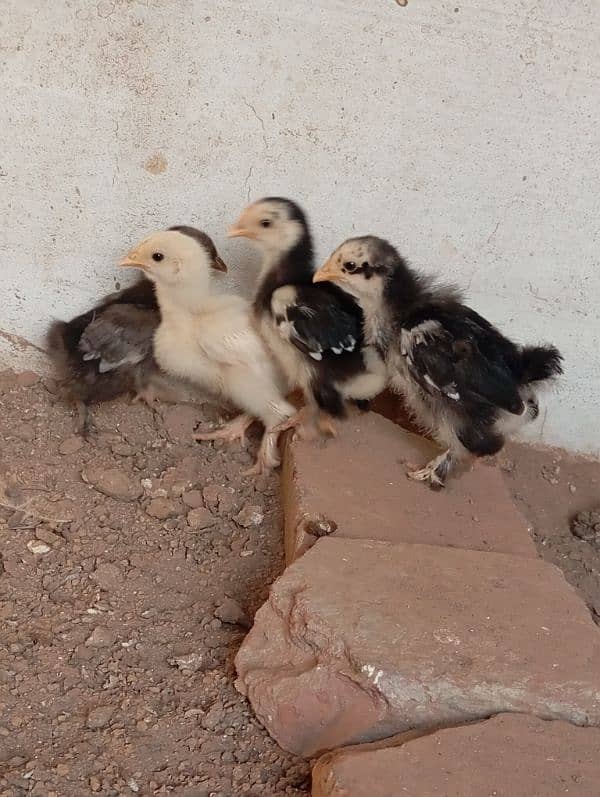 Bantam chicks 3