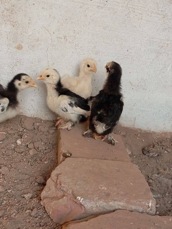 Bantam chicks 4