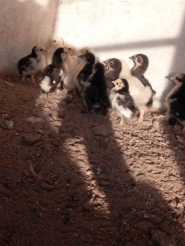 Bantam chicks 5