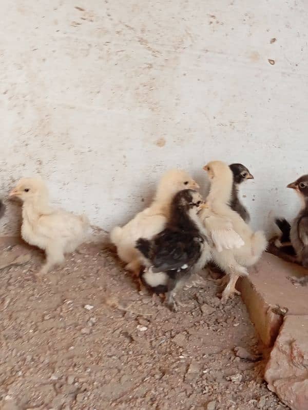 Bantam chicks 6