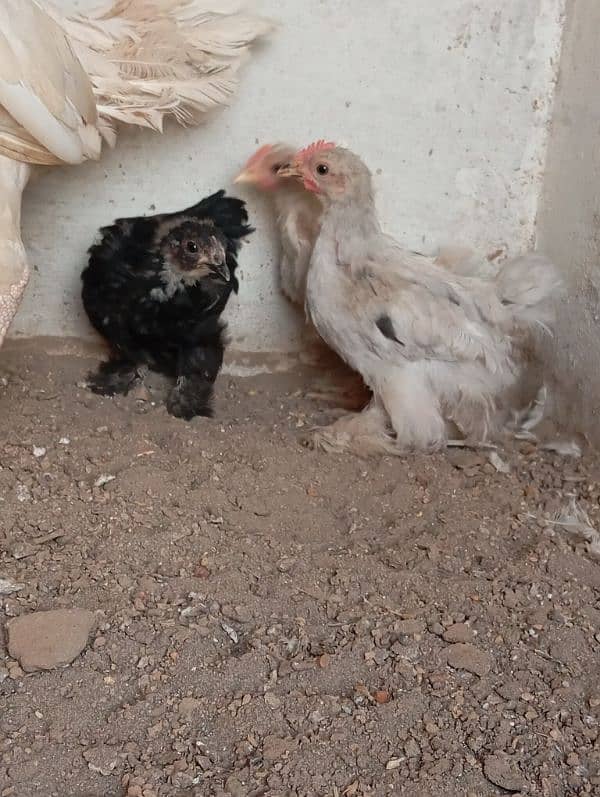 Bantam chicks 8